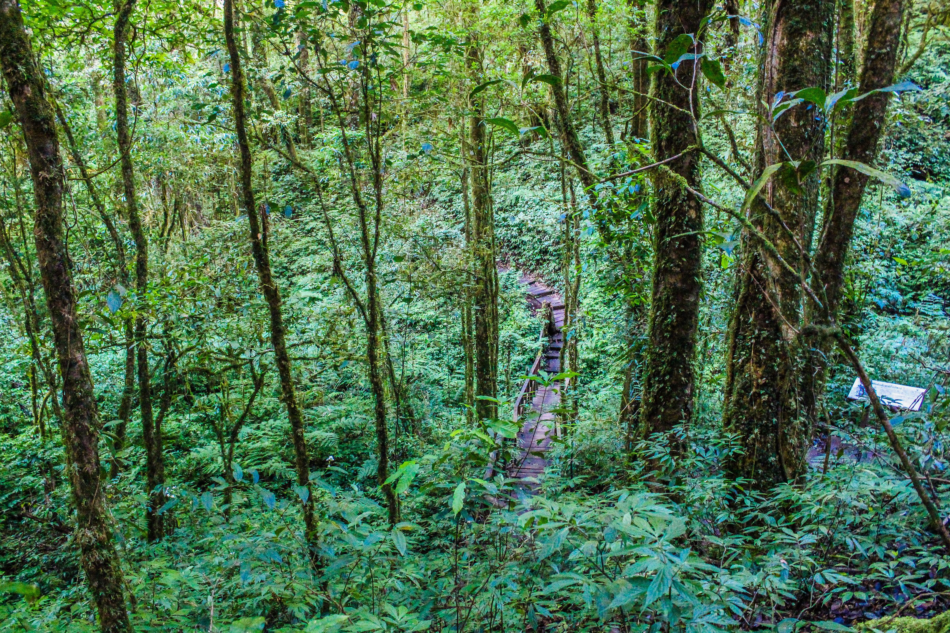 A person in a yellow raincoat walking through the woods · Free Stock Photo
