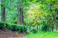 这片迷人的森林里，充满活力的树叶和宁静的小径构成了一幅生动的画面