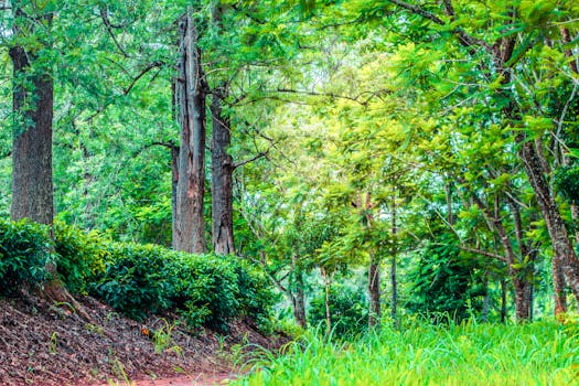 这片迷人的森林里，充满活力的树叶和宁静的小径构成了一幅生动的画面