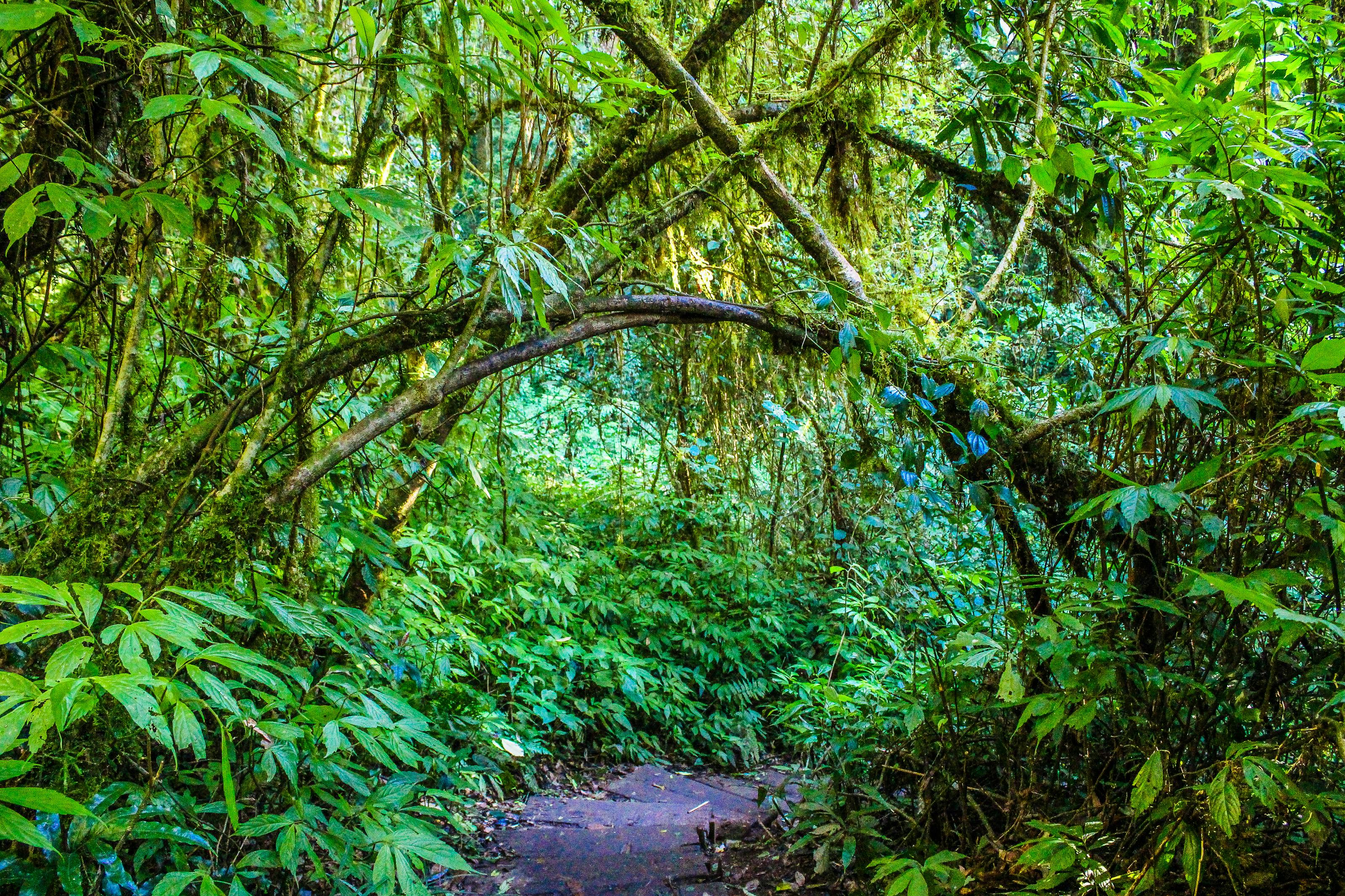 ジャングル ジャングルの壁紙 ジャングルの背景 小径 屋外 日光 木 枝 森の中 森の壁紙 森の背景 森林 植物 環境 田舎 経路 絶景 自然 農村 雨林の無料の写真素材