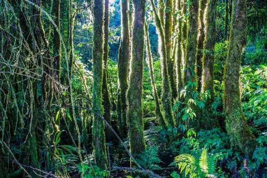 Mt Kinabalu summit climb (2 days) — Borneo