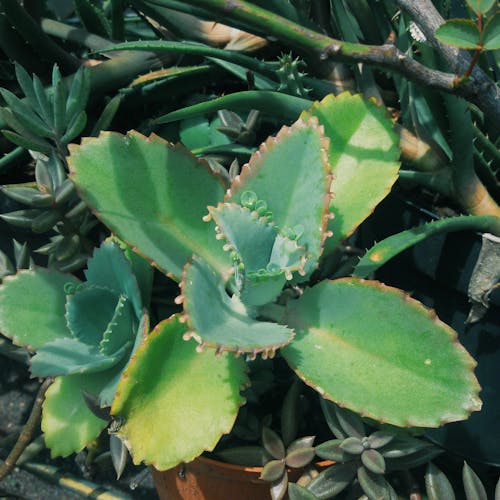 Free stock photo of cactus, cactus flower, cactus plant Stock Photo