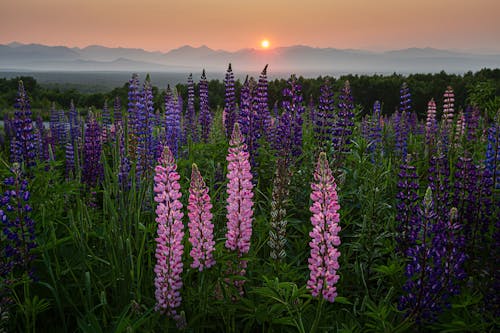 Lupine Flowers on the Field