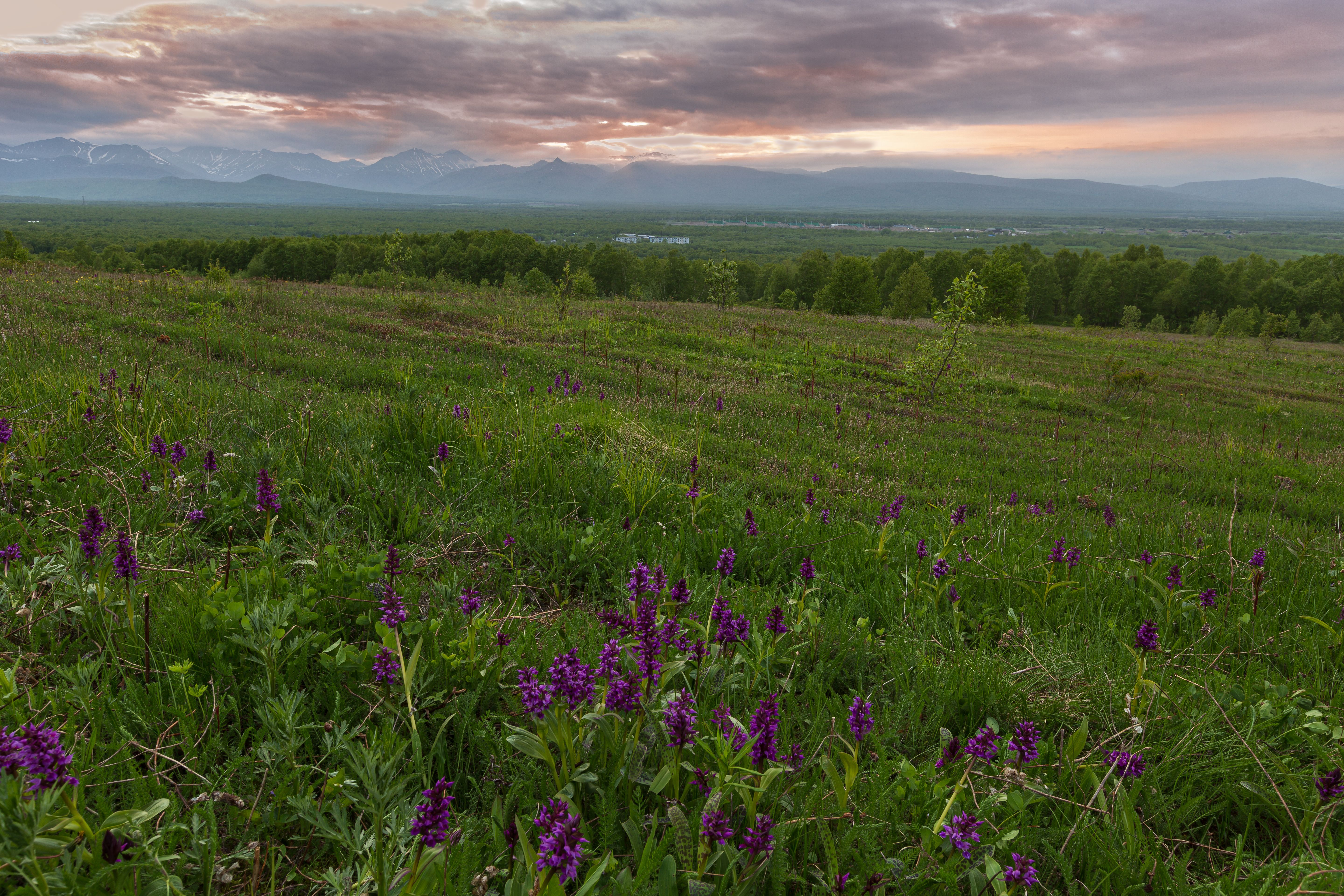 Purple Flowers on a Field · Free Stock Photo