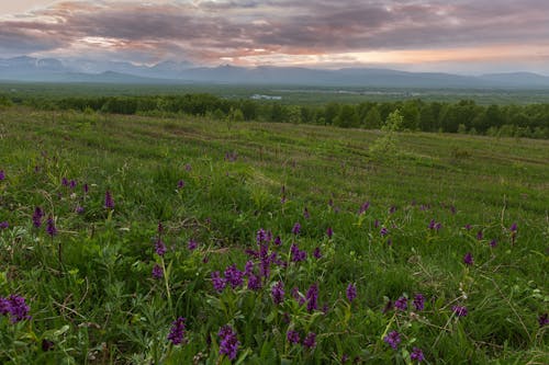 Purple Flowers on a Field