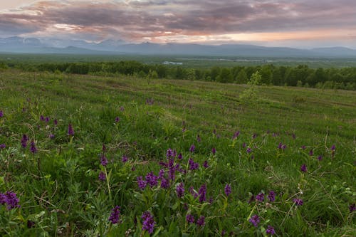 Foto profissional grátis de área, árvores, atraente