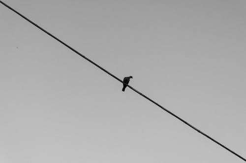 A Black Bird Perched on an Electric Line Under Gloomy Sky