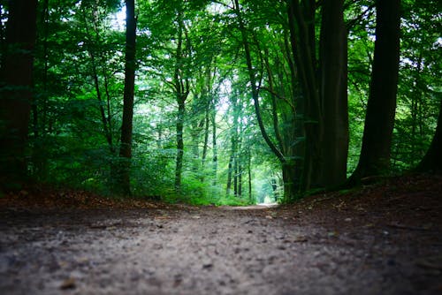 Green Trees in a Park