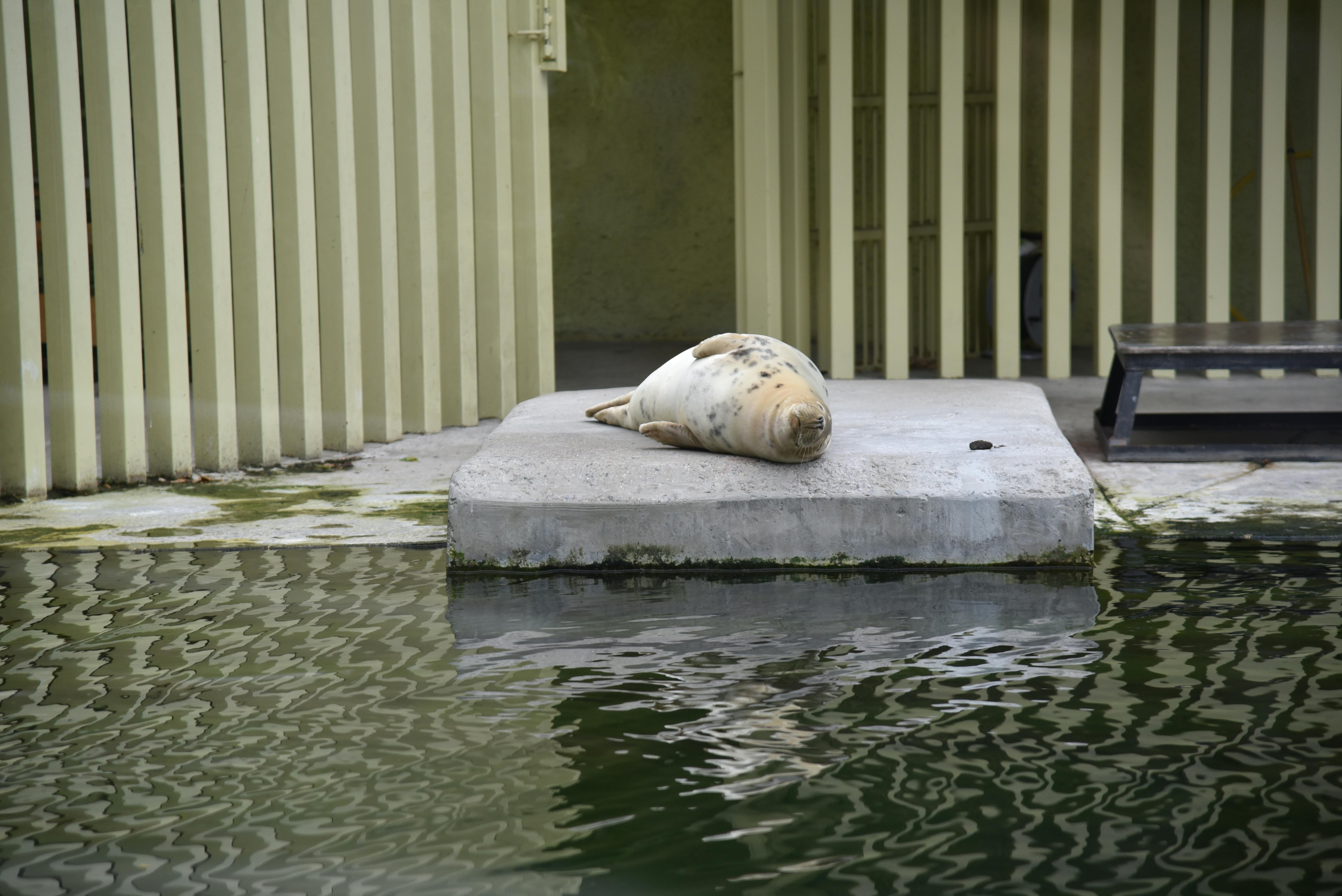 A sea seal sleeping on a concrete platform near water surrounded by a fence.