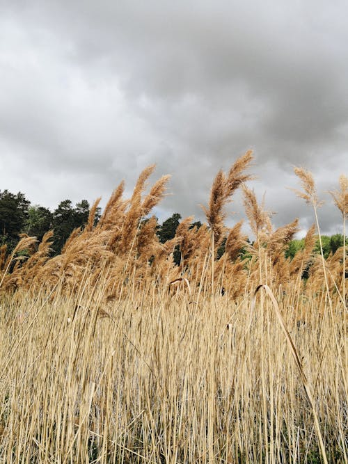 Brown Grass Field Near Green Trees Under Cloudy Sky