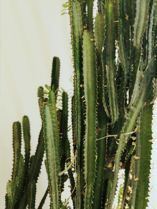 Fotobanka s bezplatnými fotkami na tému euphorbia ingens, kaktus, zelené rastliny