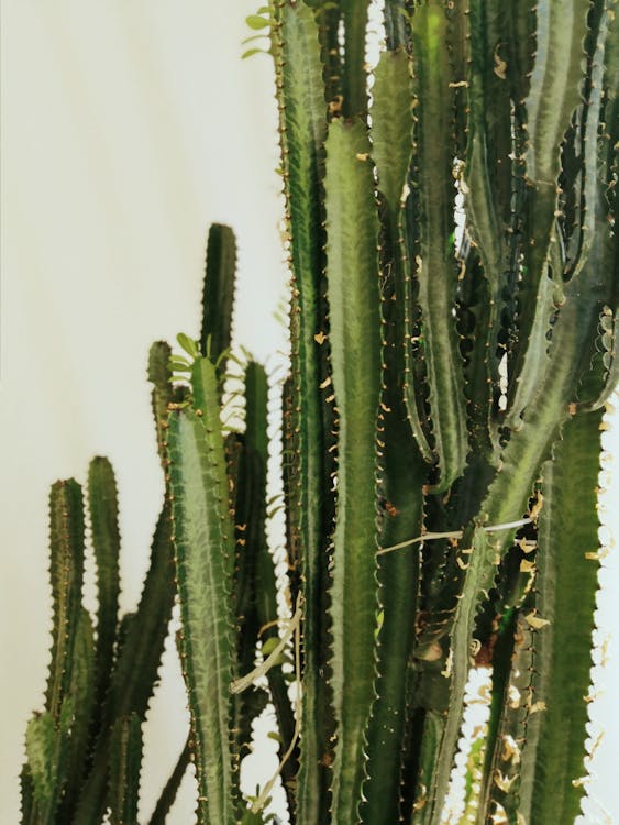 Close-Up Shot of Euphorbia Ingens
