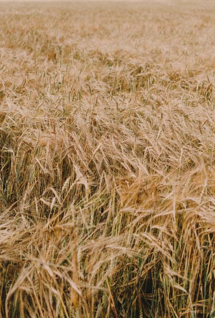 Lush golden wheat field swaying under the open sky, evoking tranquility and abundance.