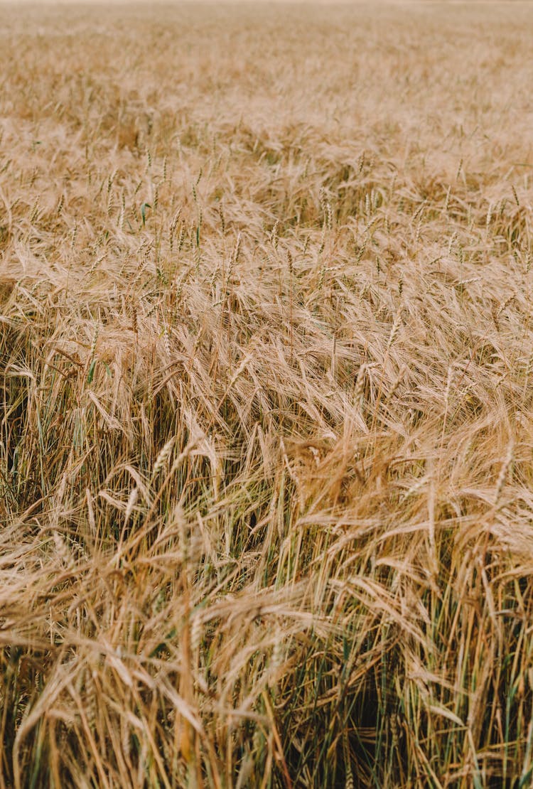 Wheat Field 