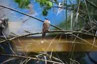 A Small Bird Perched on Stem