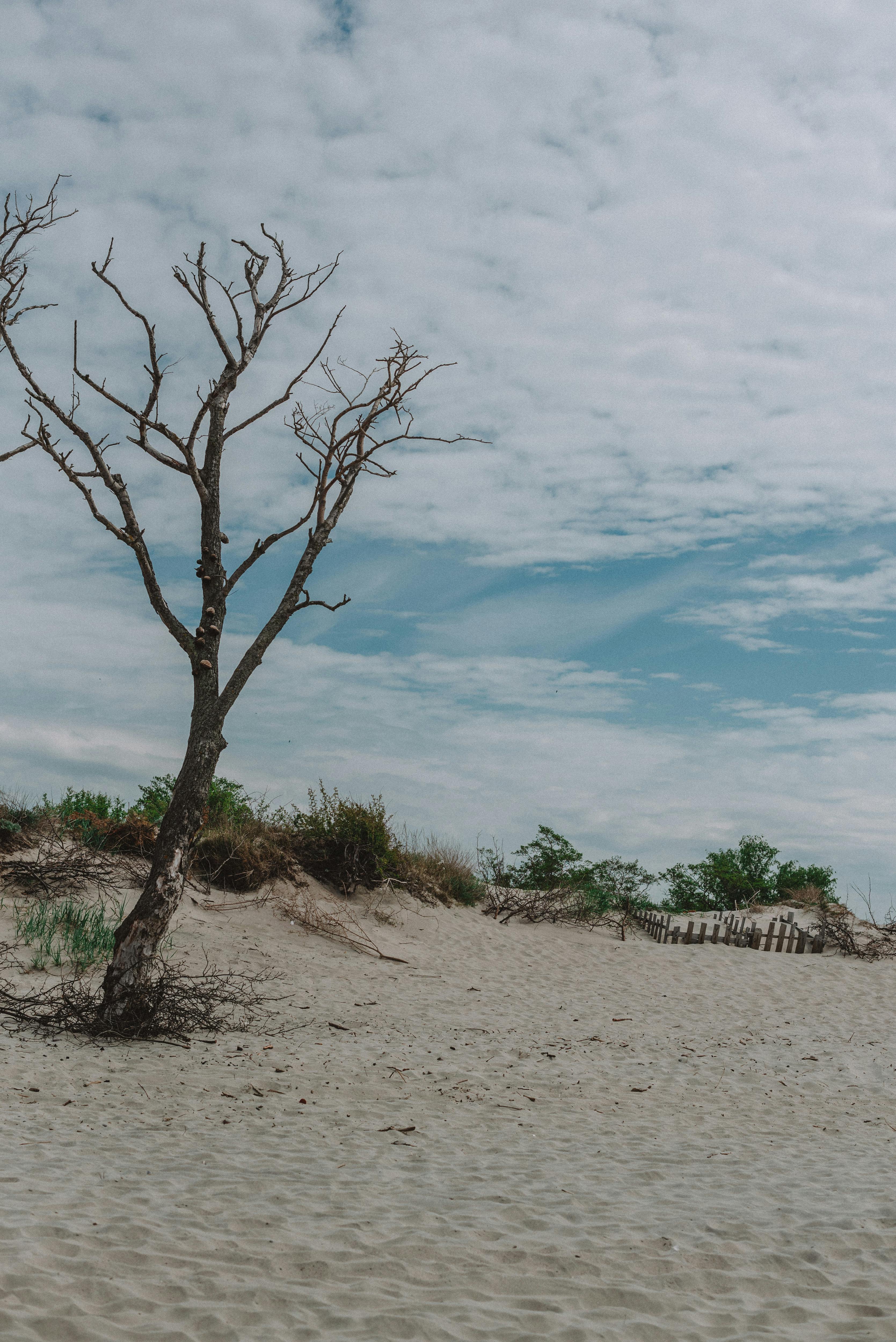 a leafless tree under a cloudy sky