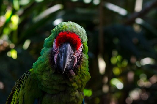 parrot photo