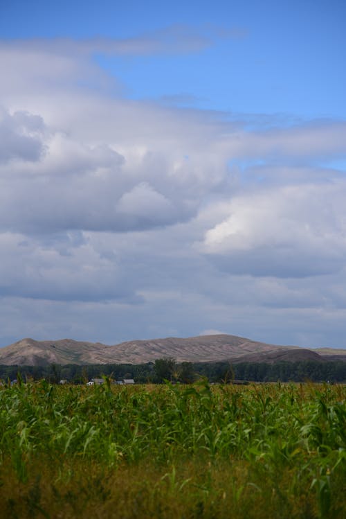 Cloudy Sky over a Grass Field