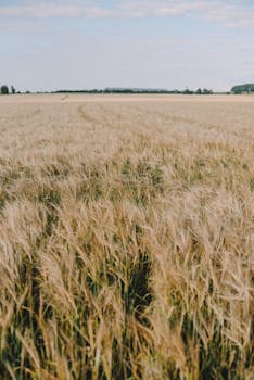 Expansive wheat field with golden crops under a clear blue sky, showcasing rural agriculture.