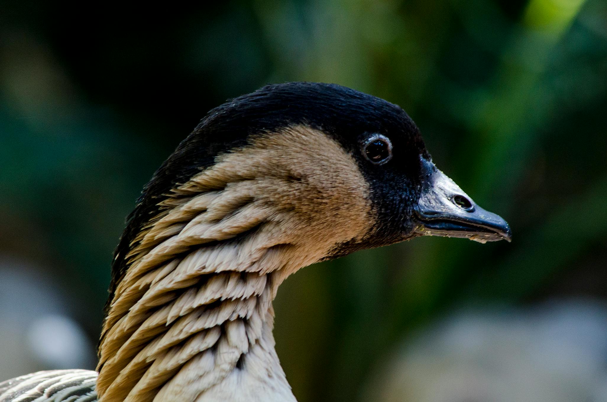 Close-up shot of a Nene Goose showing distinctive plumage and beak.