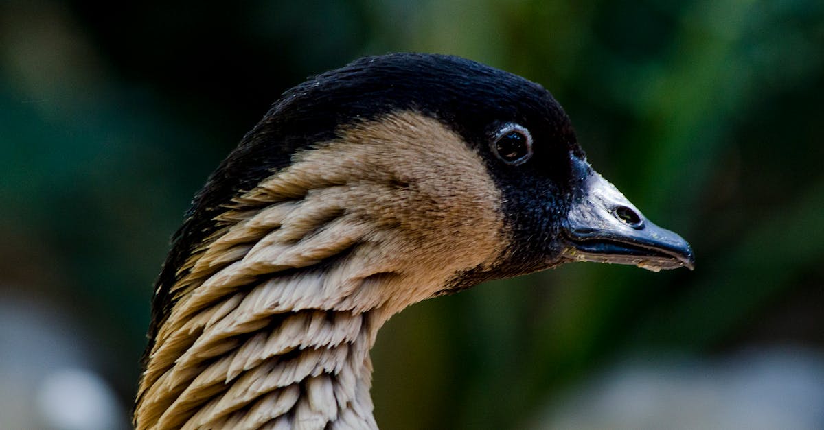 Photo by Noel de la mora Close-up shot of a Nene Goose showing distinctive plumage and beak.