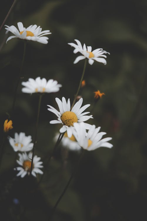 Chamomile Flowers in Close-Up Photography 