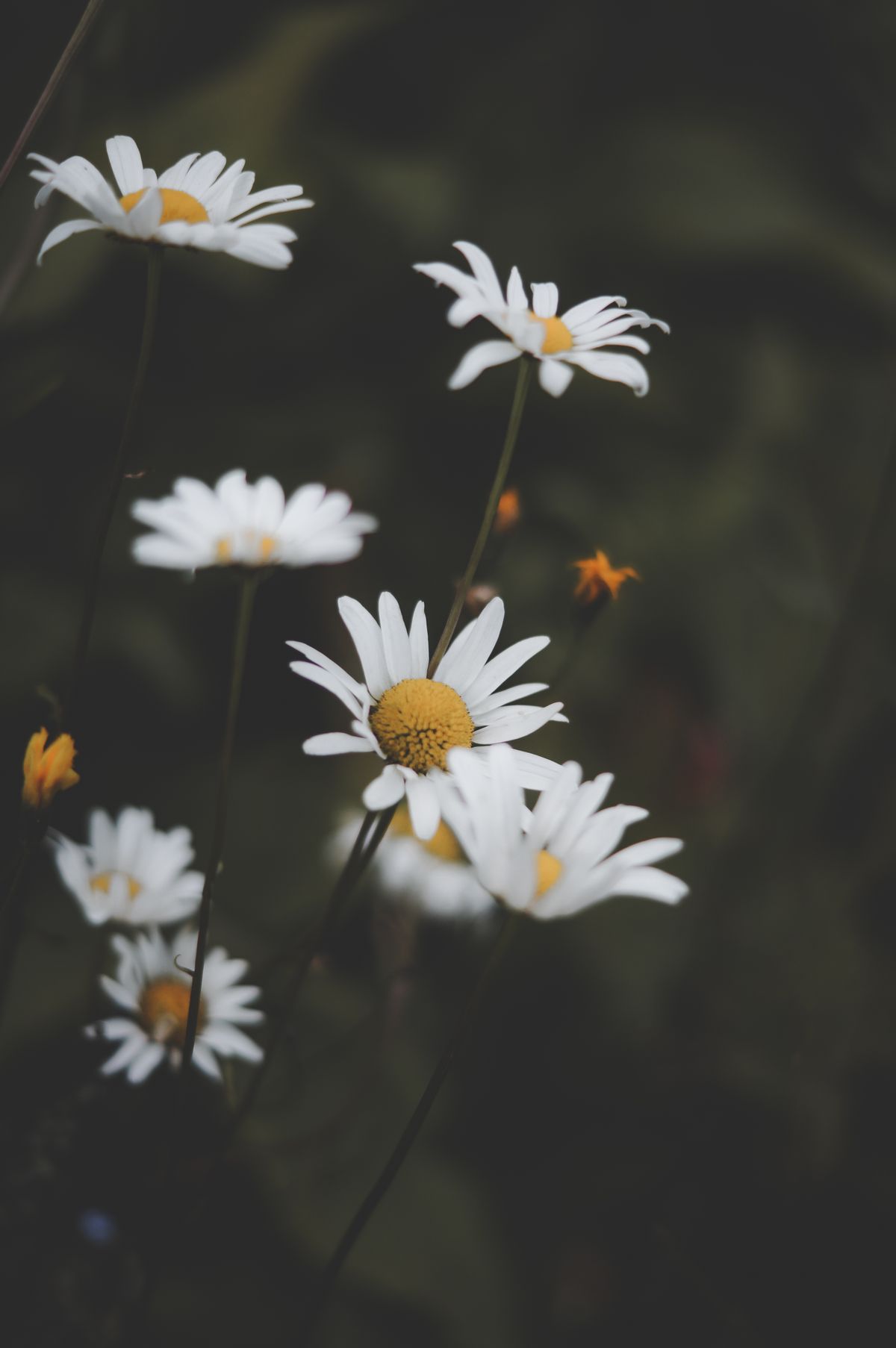 Fresh white chamomile flowers