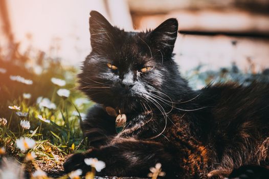 一只毛茸茸的黑猫在户外享受着阳光明媚的一天，周围开满了白花