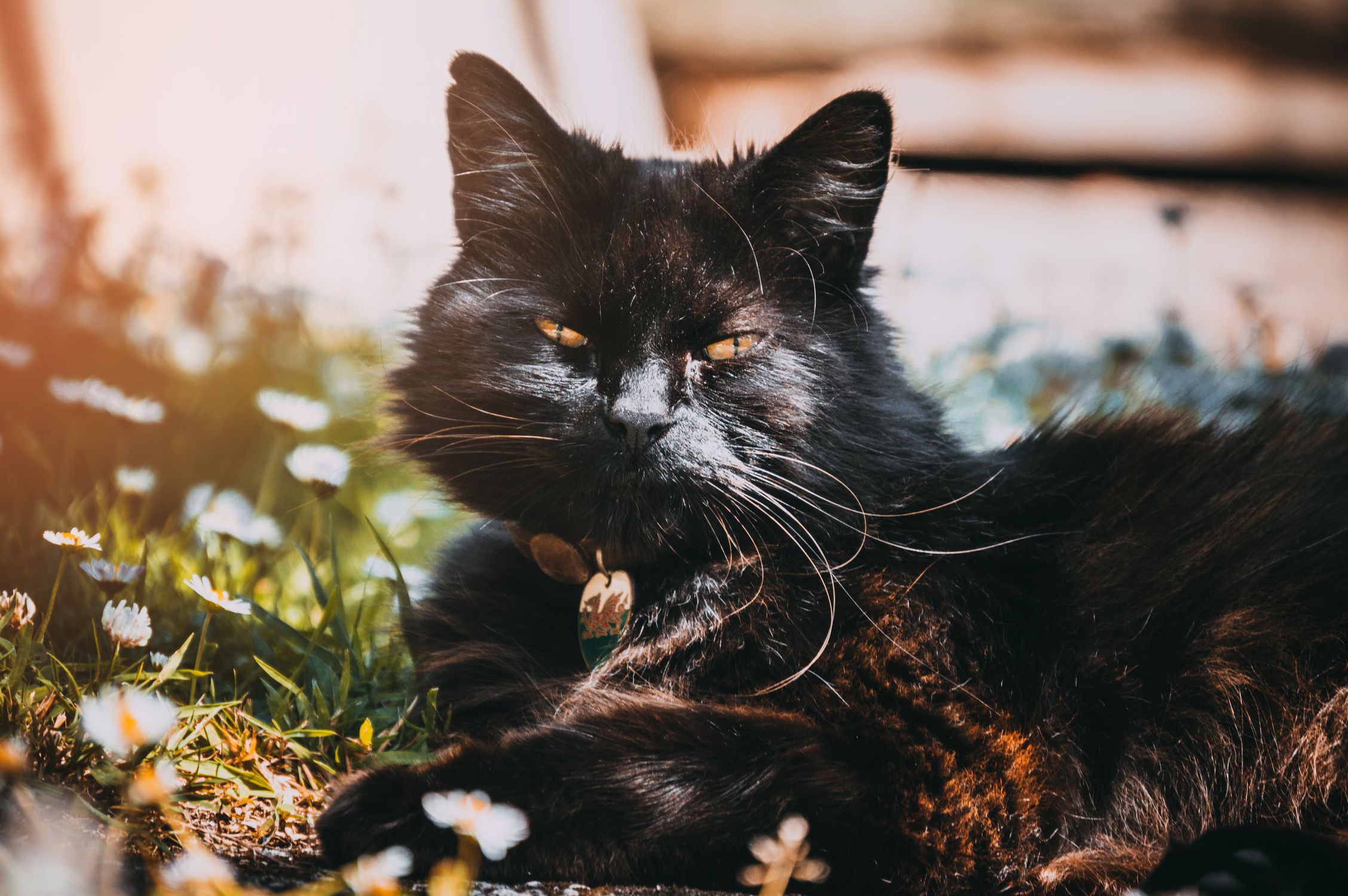 Black Cat Under Sunny Sky · Free Stock Photo