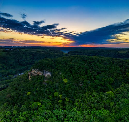 Drone Shot of a Dense Forest