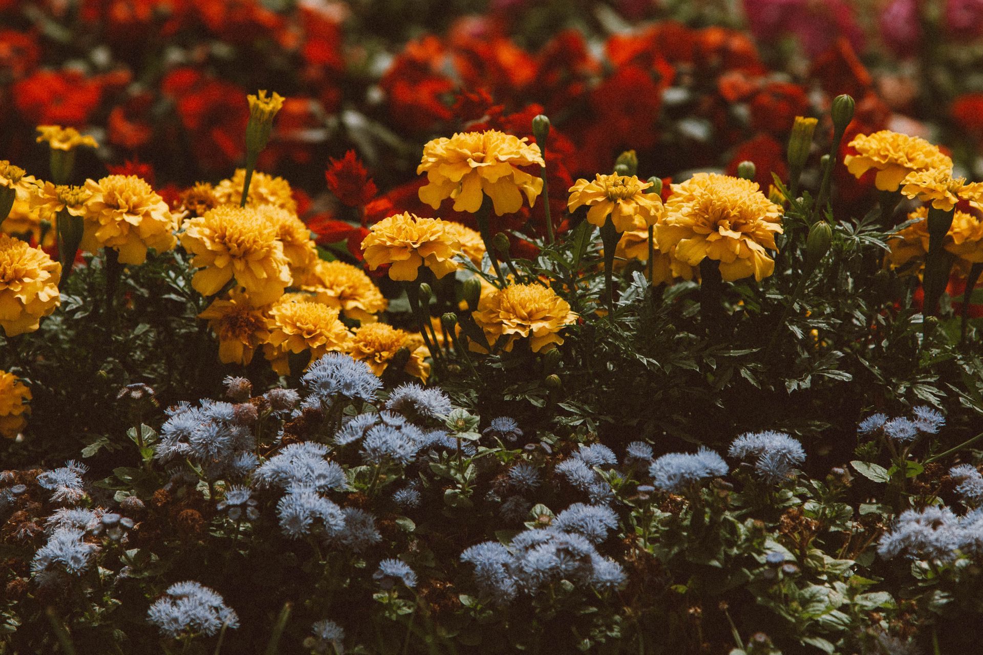 Colorful garden featuring blooming marigolds and ageratum flowers in a natural setting.