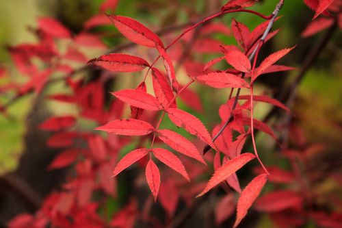 Free Close-up of vibrant red leaves in autumn, showcasing nature's beauty. Stock Photo