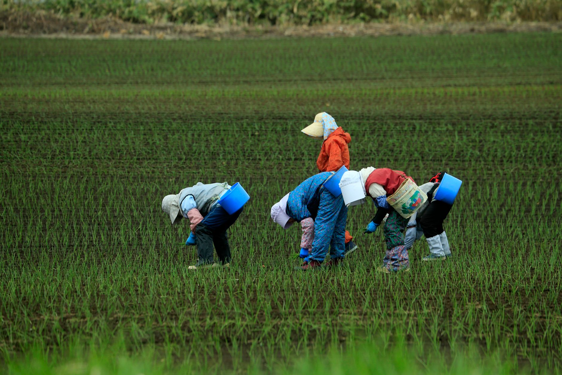 Paysage agricole et travailleurs dans les rizières de l'Alaotra