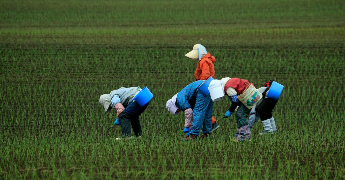 People Doing Rice People Working on Rice Field · Free Stock Photo