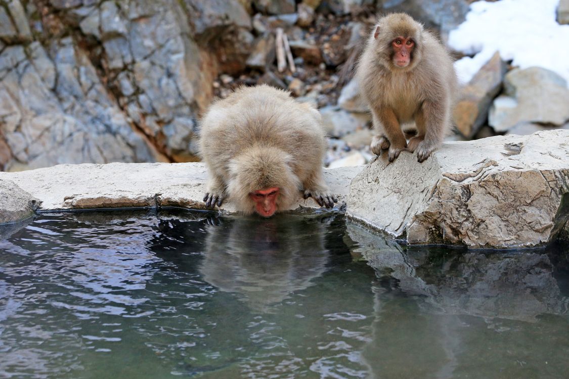 Snow Monkeys Sitting on Rock Near Hot Spring · Free Stock Photo