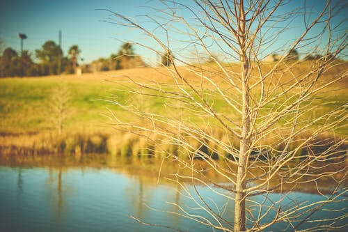 Selective Focus Photography of Bare Tree With Body of Water Background