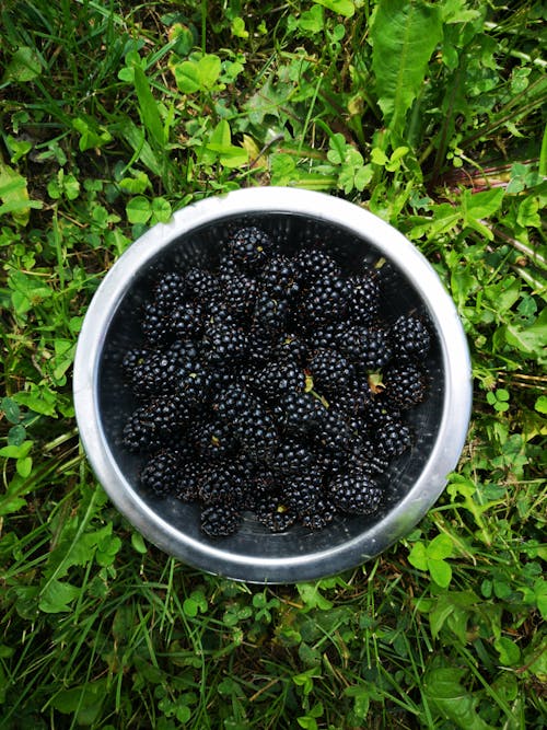 Δωρεάν στοκ φωτογραφιών με blackberries, αλέθω, γρασίδι Φωτογραφία από στοκ φωτογραφιών