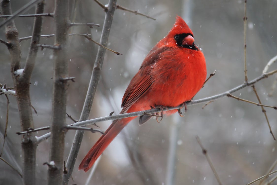 A red cardinal sitting on a tree branch