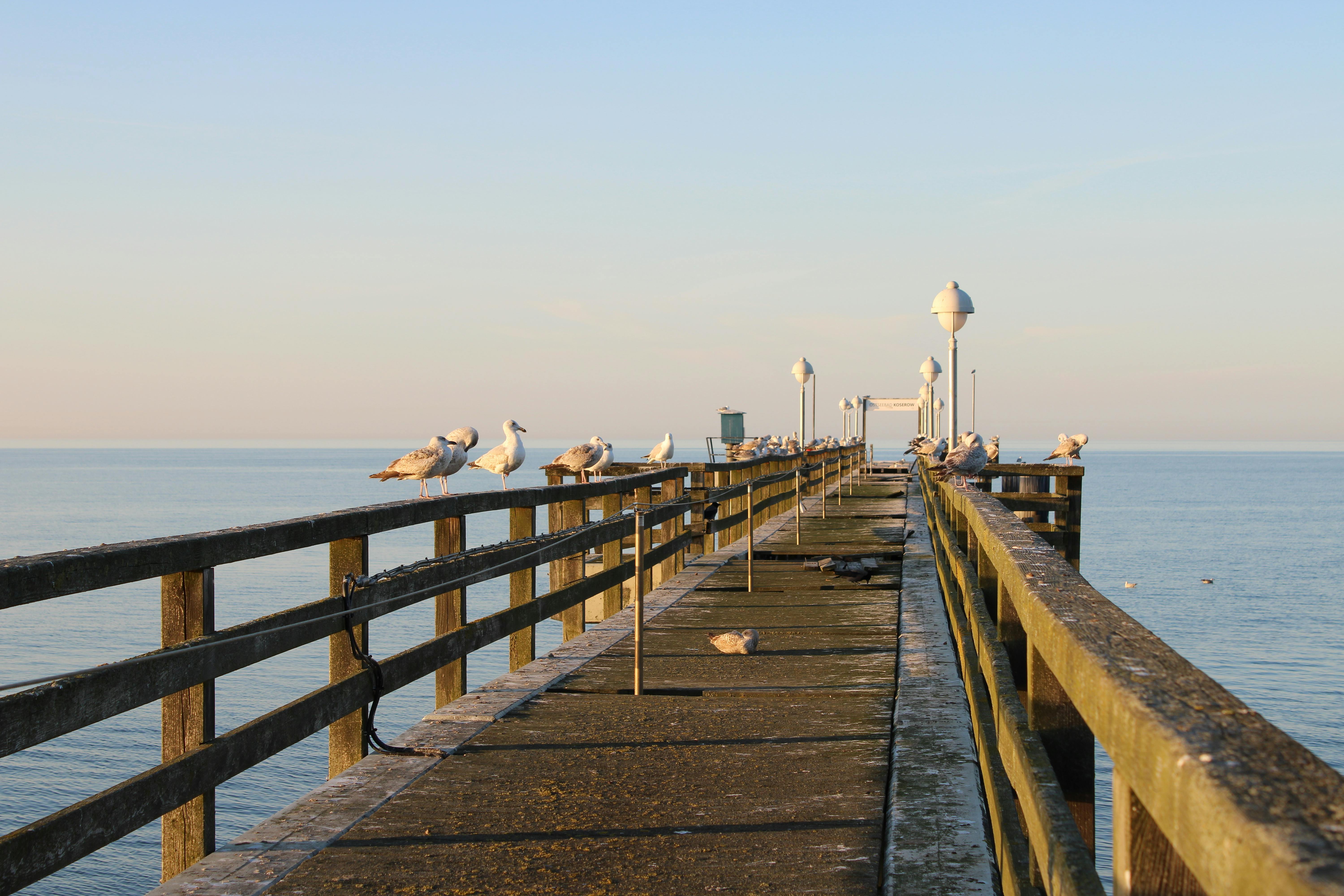 Brown and Silver Pier over Body of Water · Free Stock Photo