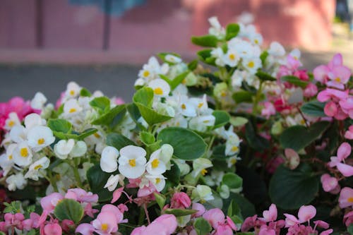 Immagine gratuita di fiore, fiori bellissimi, fiori bianchi