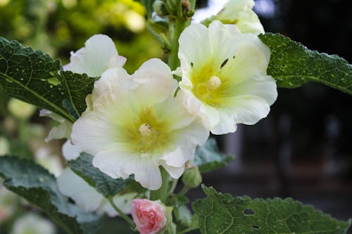 Immagine gratuita di fiore, fiori bellissimi, fiori bianchi