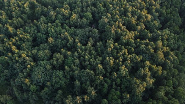 An expansive aerial view of a green forest in Leninsky District, Russia.