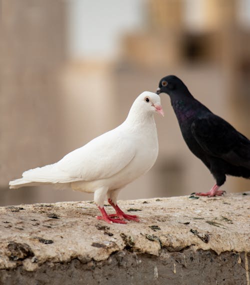 검은 비둘기, 비둘기, 수직 쐈어의 무료 스톡 사진