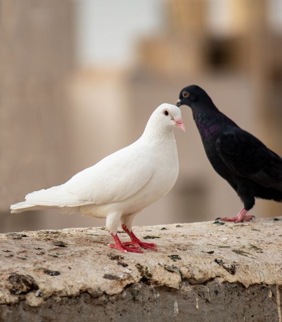 Two pigeons, one white and one black, resting on a stone ledge with a soft background.