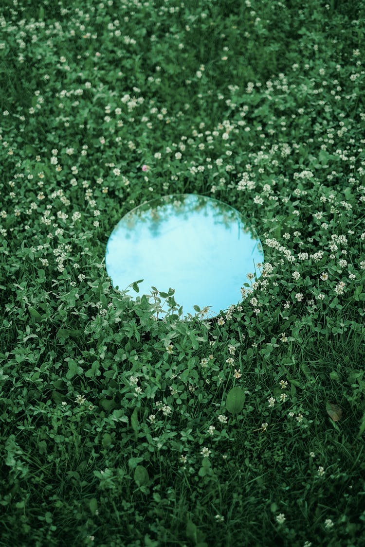 Round Glass On Green Leaves And Small Flowers 