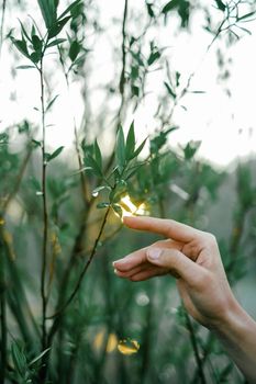 A gentle hand touches leaves in a sunlit garden, capturing nature's serenity.