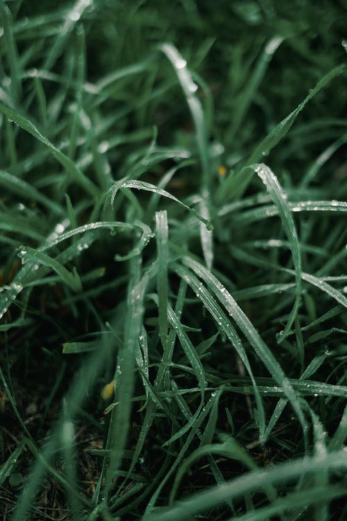 Free Capture of fresh morning dew glistening on vibrant green grass blades in a natural setting. Stock Photo