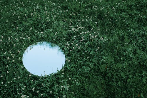 Kostnadsfria Kostnadsfri bild av fält, gräs, grönska Stock foto