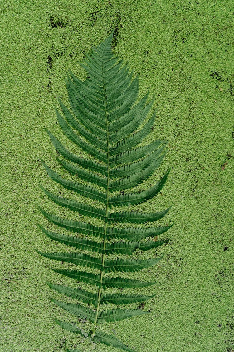 Fern Leaf On Green Background