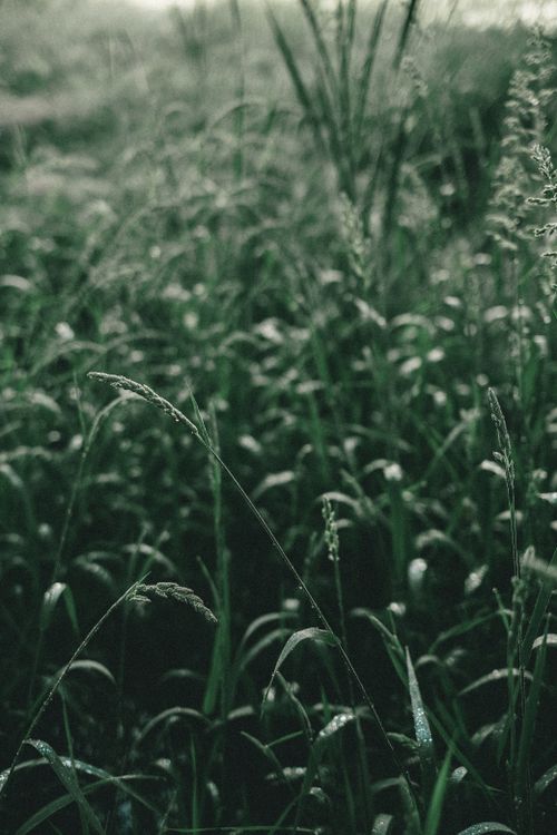 Free Explore a tranquil scene of tall grass swaying in a vibrant green field captured during summer. Stock Photo